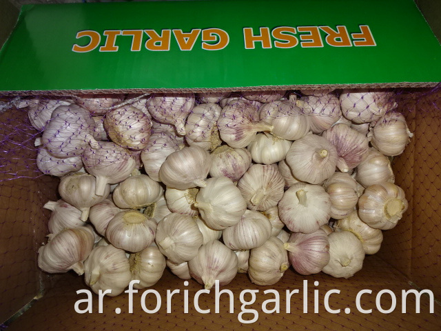 High Quality Fresh Garlic 5 0cm